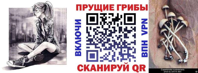 Галлюциногенные грибы Psilocybine cubensis хочу MEGA tor Новая Ладога